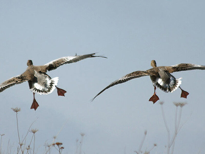 Чем обусловлен весенний запрет охоты на гусей в Казахстане