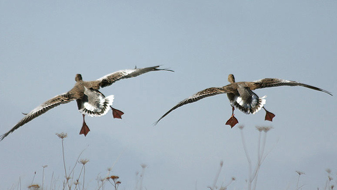 Чем обусловлен весенний запрет охоты на гусей в Казахстане
