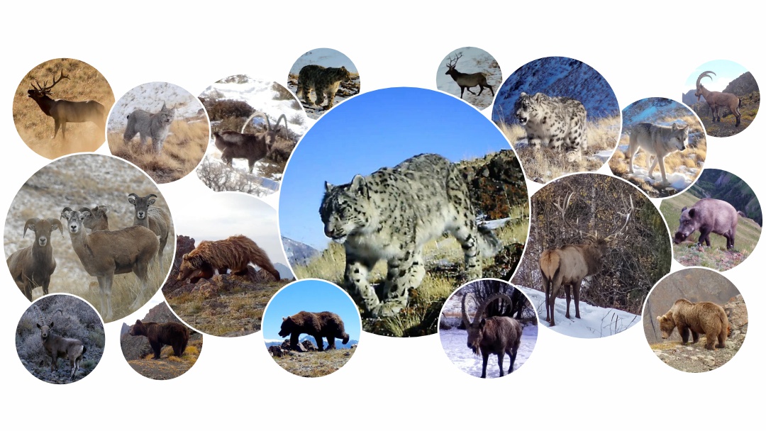 В Казахстане будет разработана и утверждена концепция сохранения и устойчивого использования биологического разнообразия до 2035 года