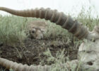 Как браконьерство разрушает экосистему Казахстана